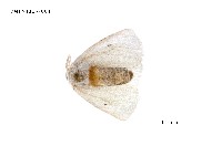 藏品(毒蛾科)的圖片